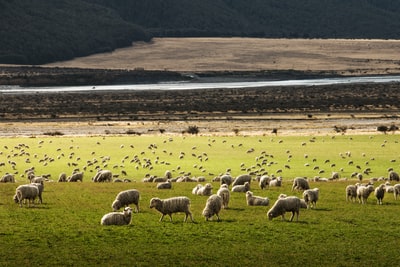 群绵羊在草地上
